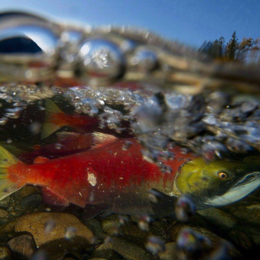 B.C. anglers flock for sockeye, but experts warn of decades-long declines for salmon